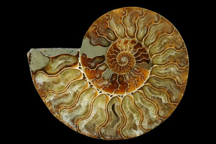 Agatized Ammonite Fossil (Half) - Madagascar #139672